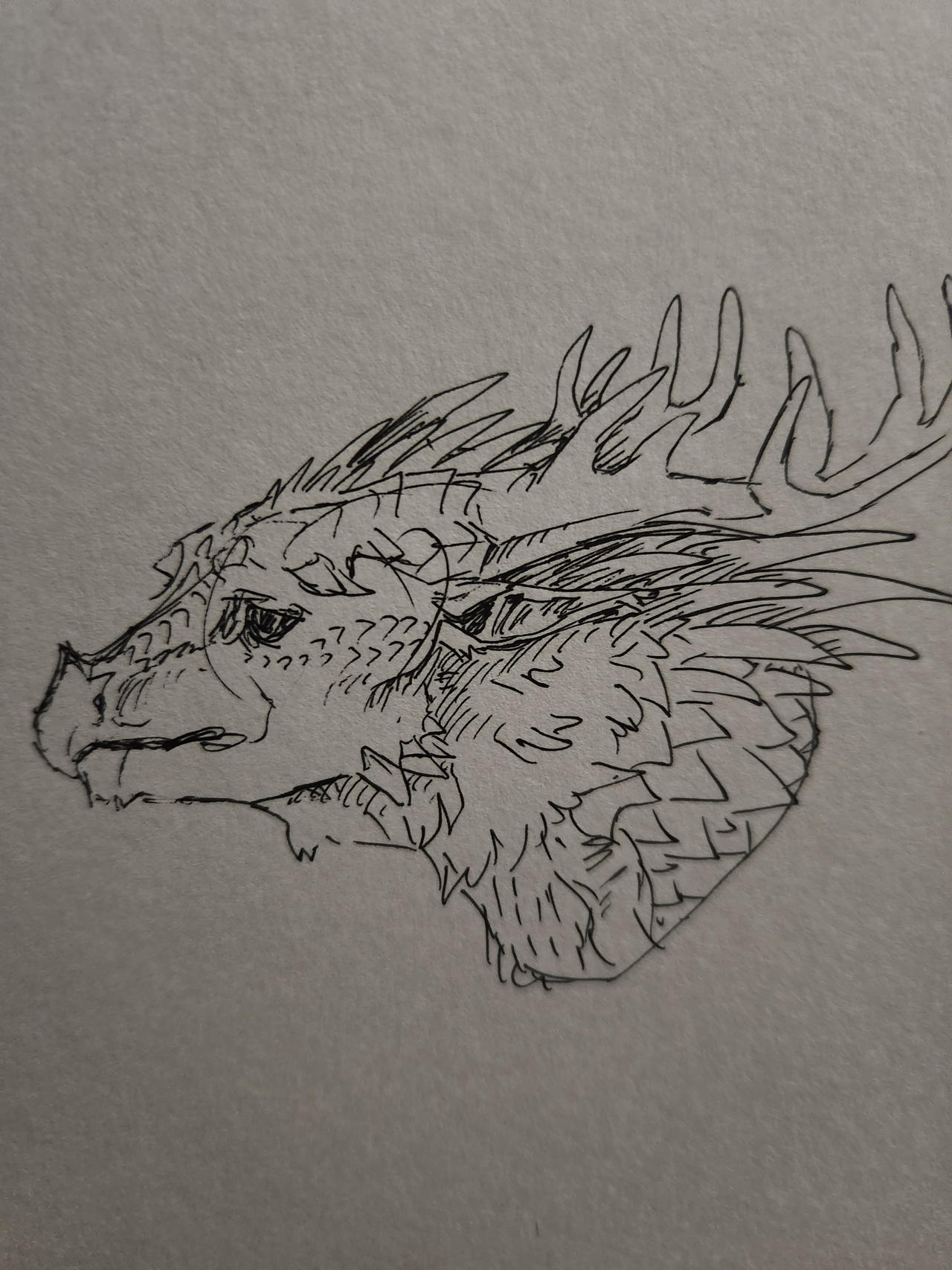 Fluffy Icewing headshot sketch