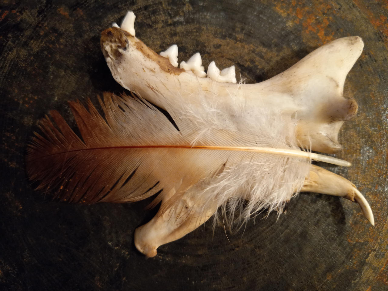 Tanned hide by crygayhi on DeviantArt