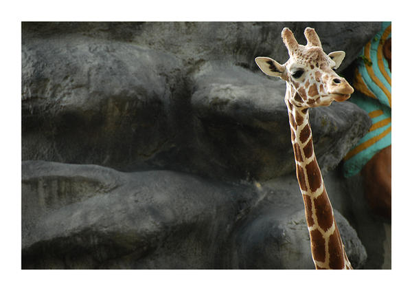 giraffe