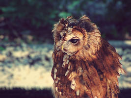 Tawny Owl