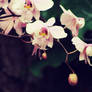 Orchid Fall