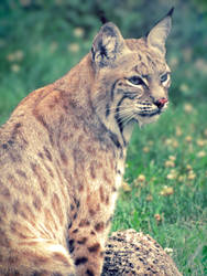 Bobcat