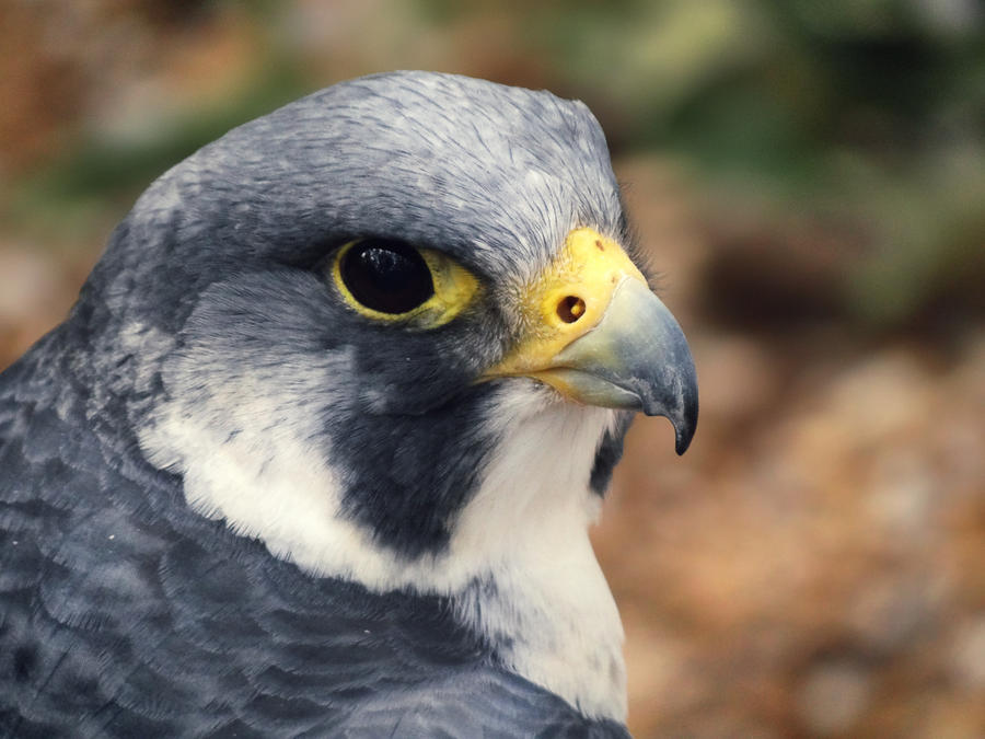 Peregrine Falcon