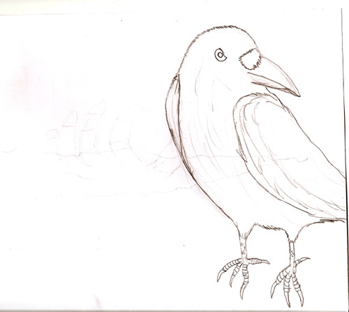 Crow Sketch