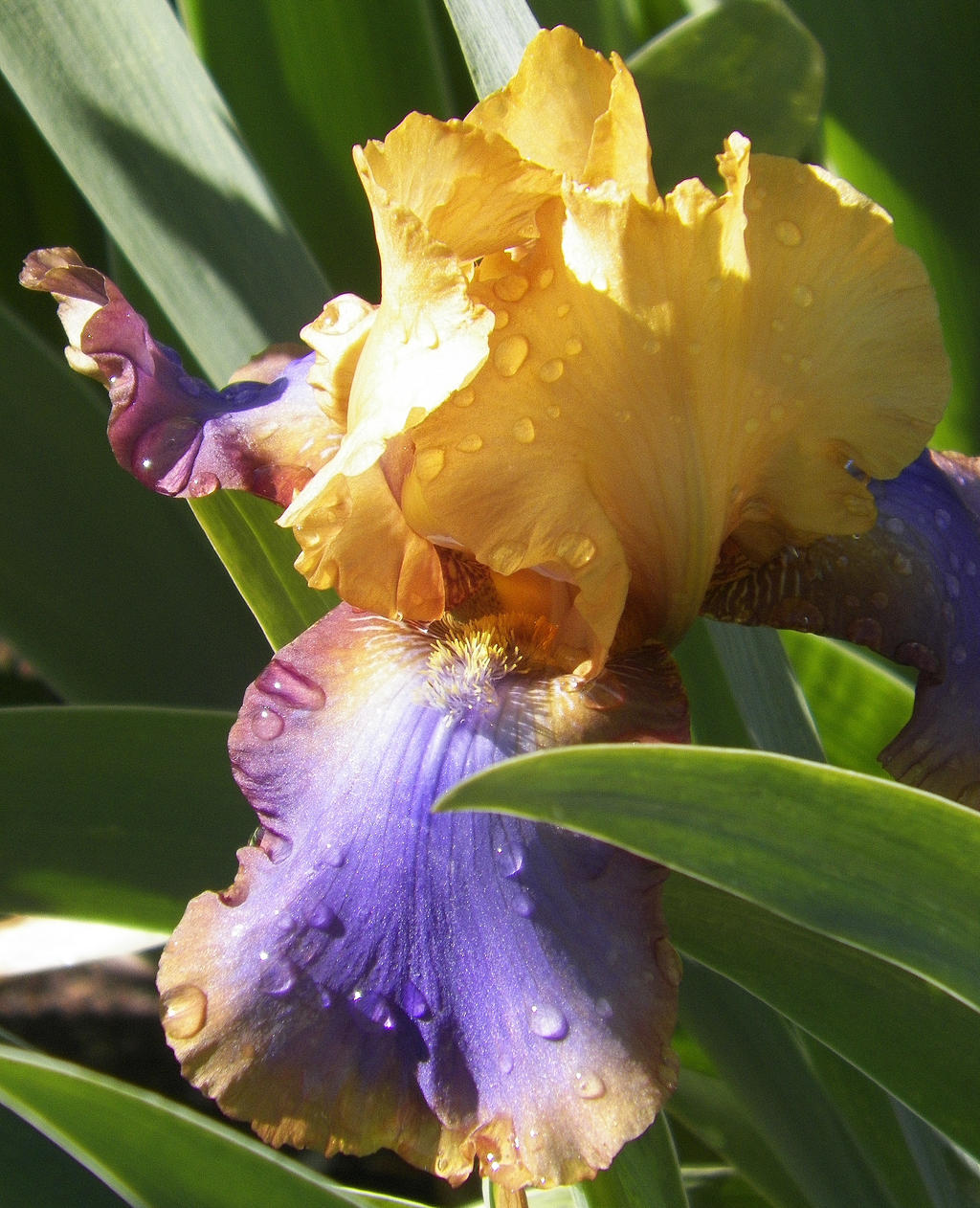 Rainbow Iris.