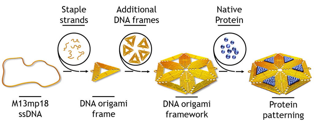 Dna Patterning How to pattern proteins with DNA ? by Molecular-Art on DeviantArt