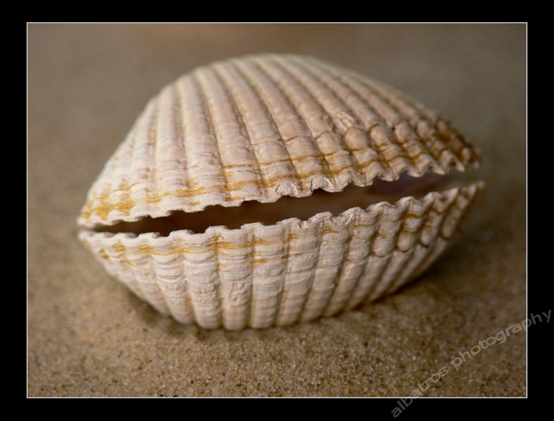 Slephant Shell shell by albatros1 on DeviantArt