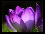 crocuspower II by albatros1