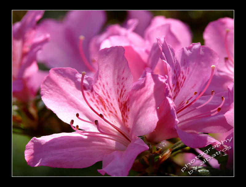 Azali Roses azalee by albatros1 on DeviantArt