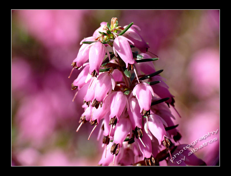 pink heather