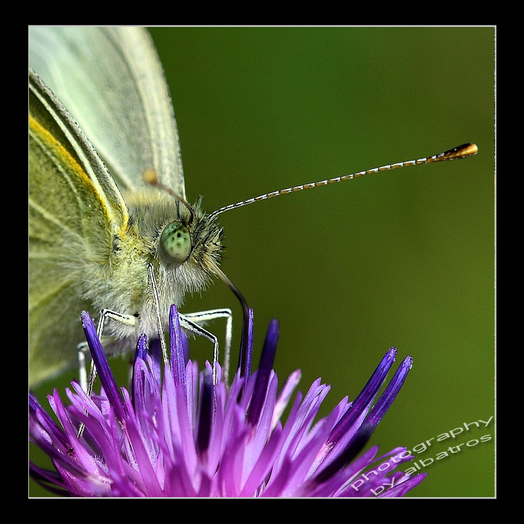 cabbage butterfly