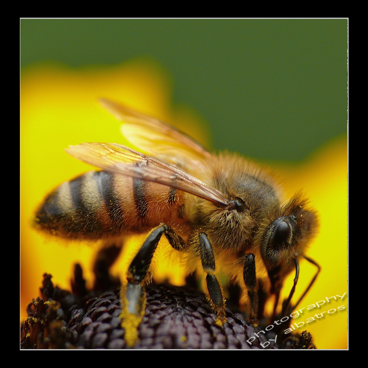 Bee 