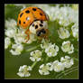 Ladybird