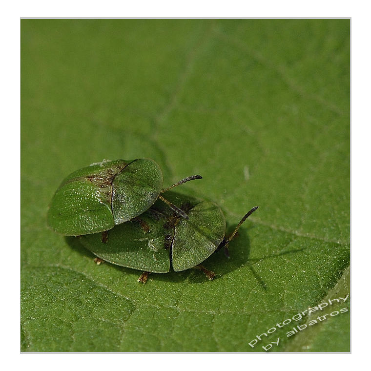 Cassida Rubiginosa In Love by albatros1 on DeviantArt