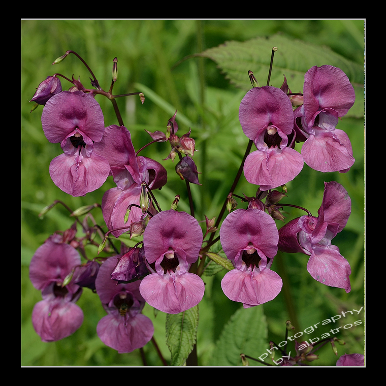 Impatiens Glandulifera