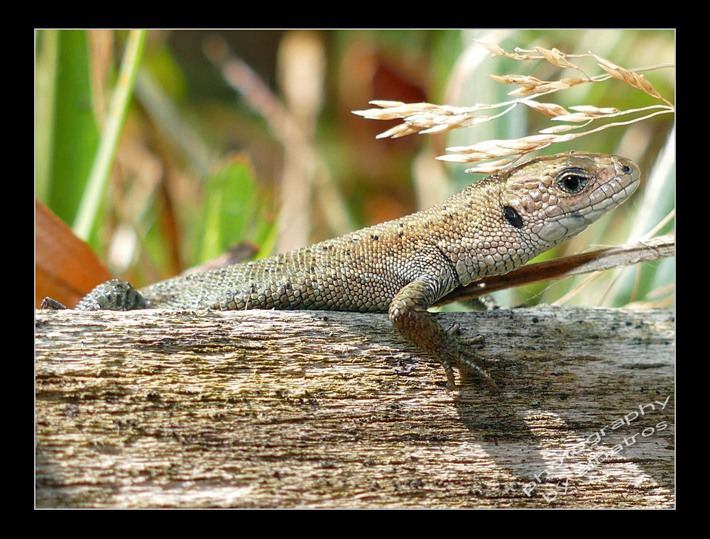 Lacerta vivipara