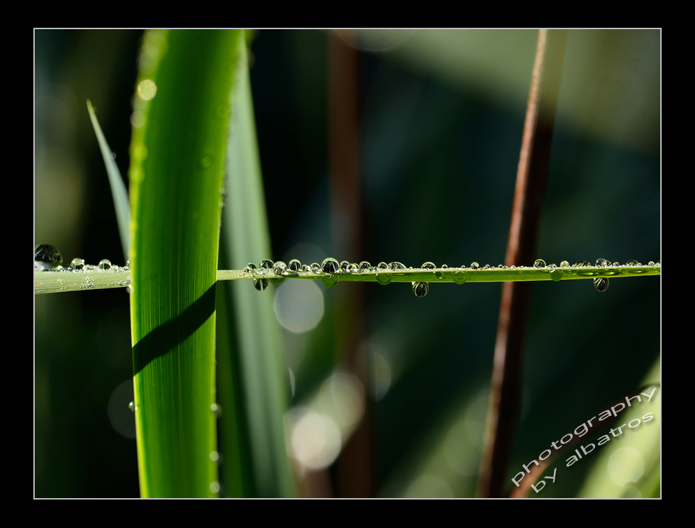 Waterdrops