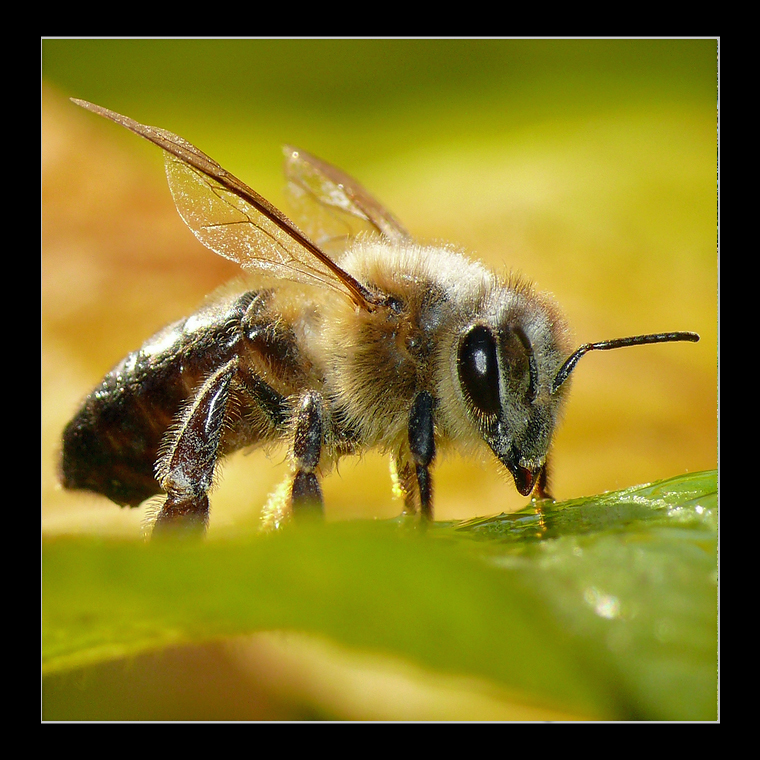 Bee in the sun