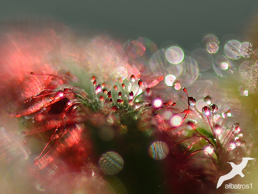 Drosera