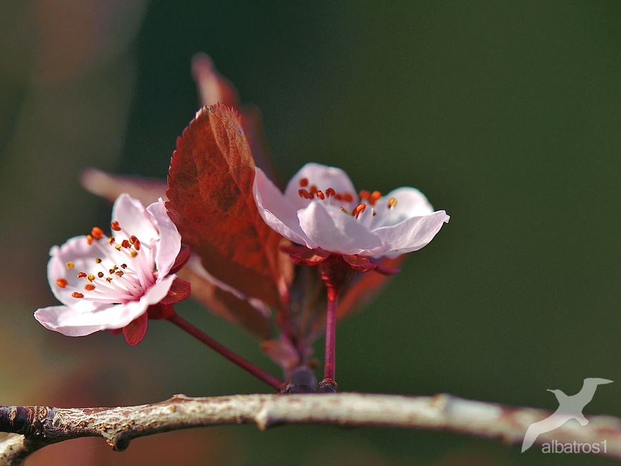 Springtime