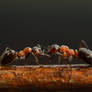 fantastic Ants
