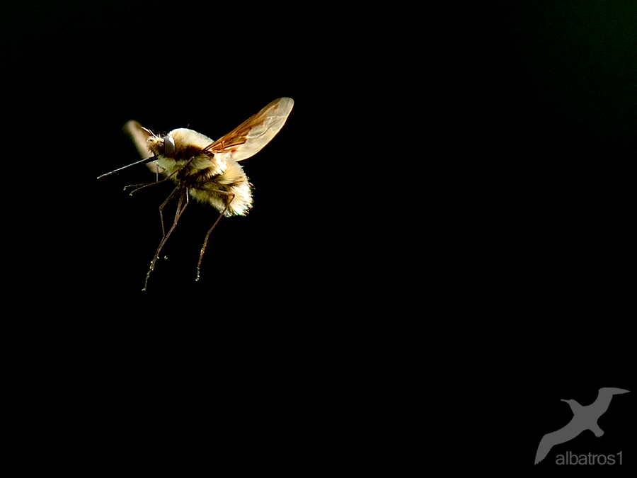 Bombylius major