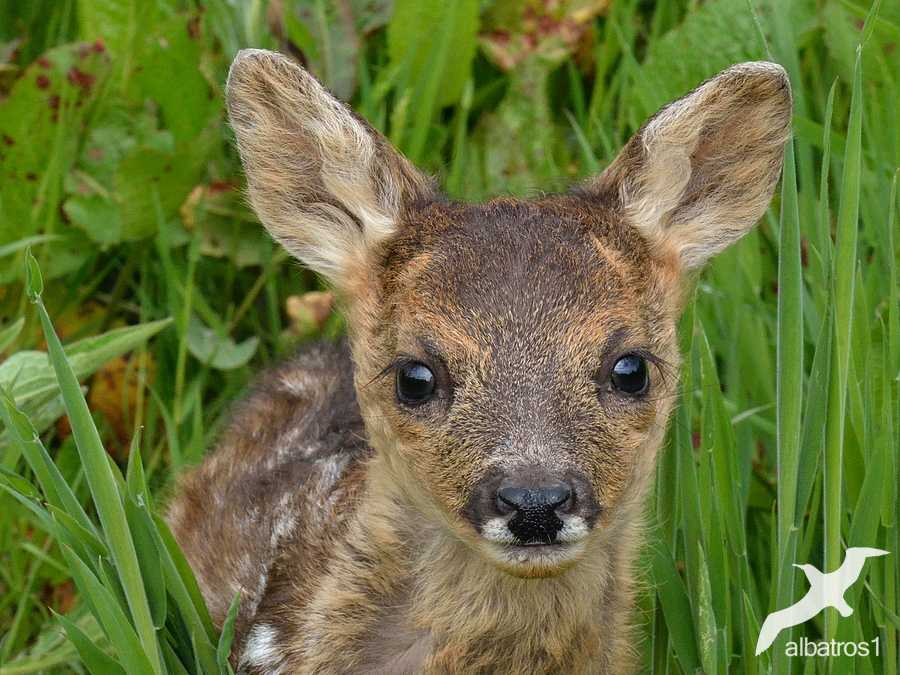 Fawn