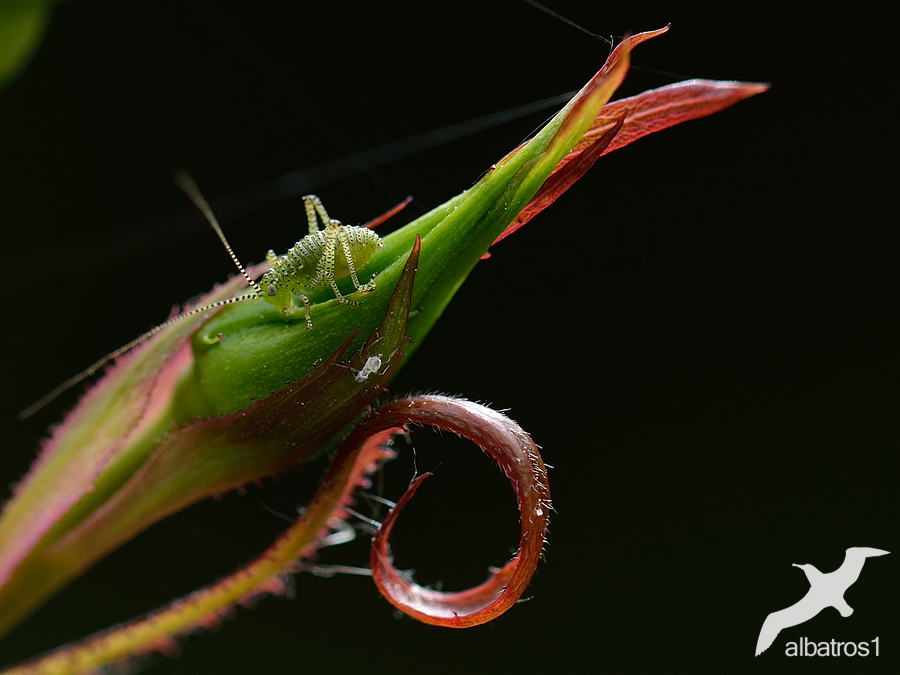 Leptophyes punctatis