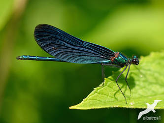 Calopteryx virgo