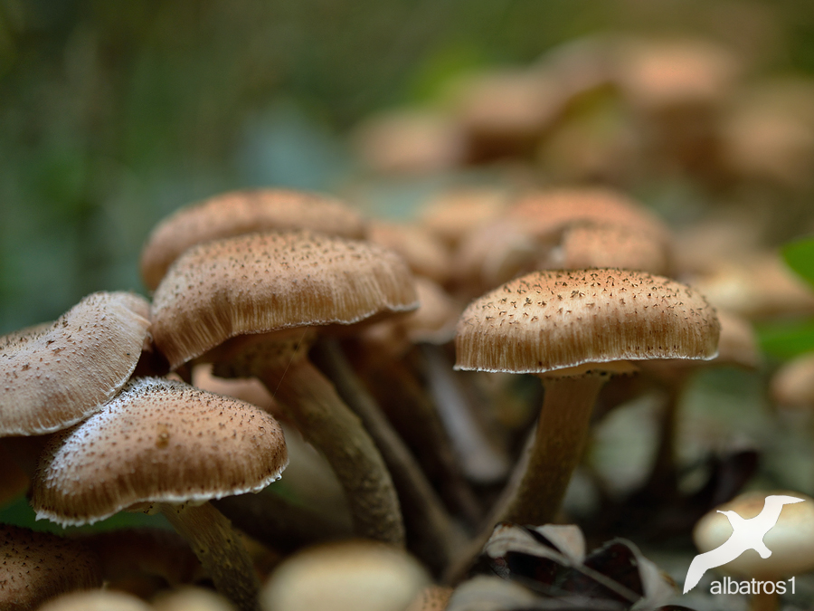 Armillaria solidipes