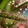 Drosera and Co