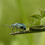 Phyllobius pomaceus ll