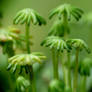 Marchantia polymorpha