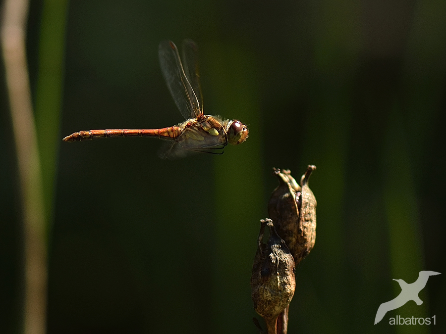 Flying Sympetrum flaveolum 