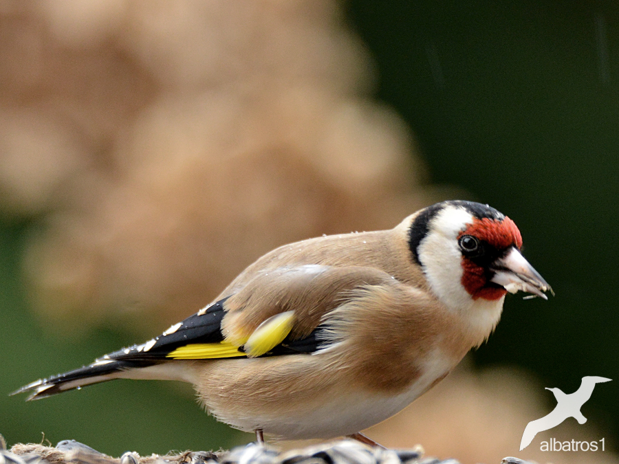 Goldfinch