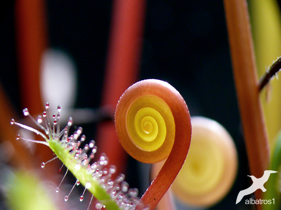 Drosera V