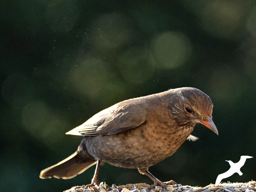 Blackbird Woman