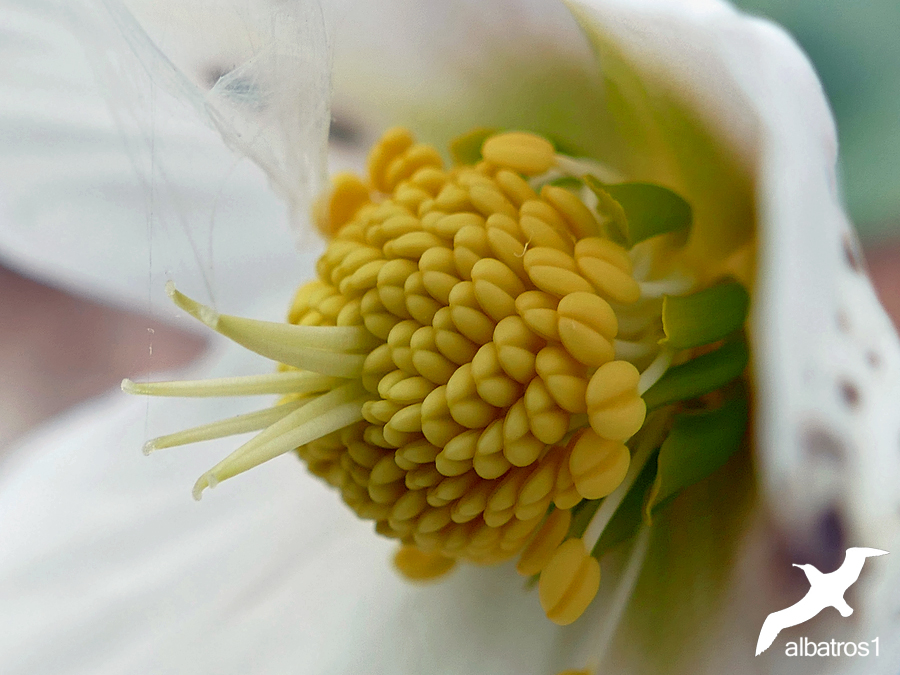 Helleborus