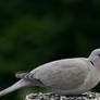 Streptopelia decaocto