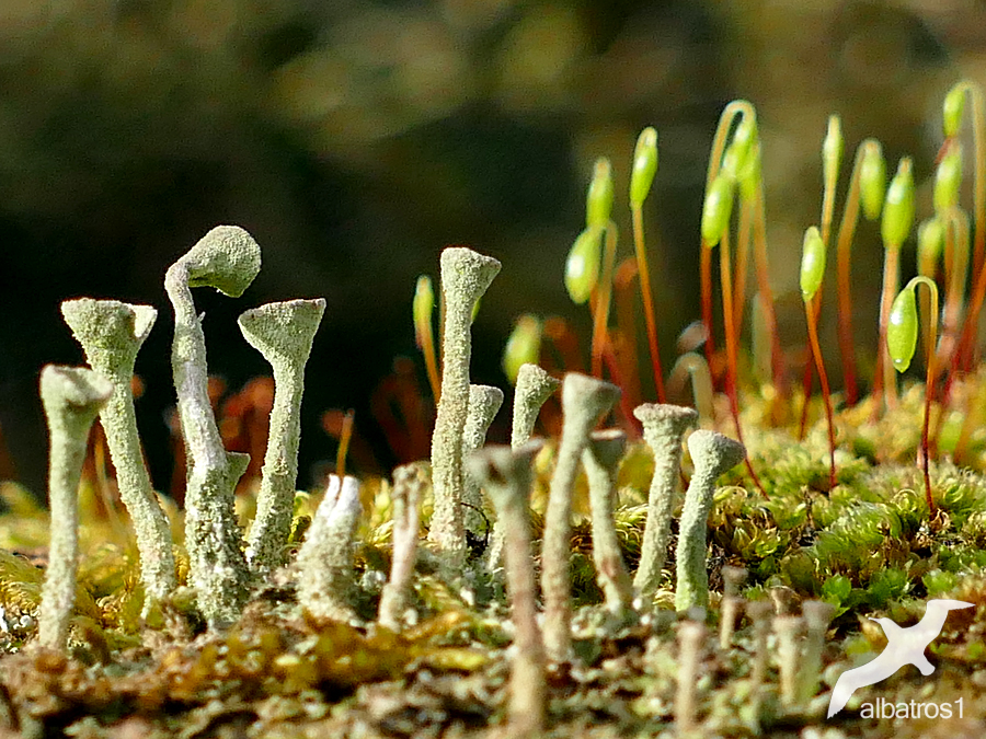 Cladonia