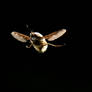 Bombylius major