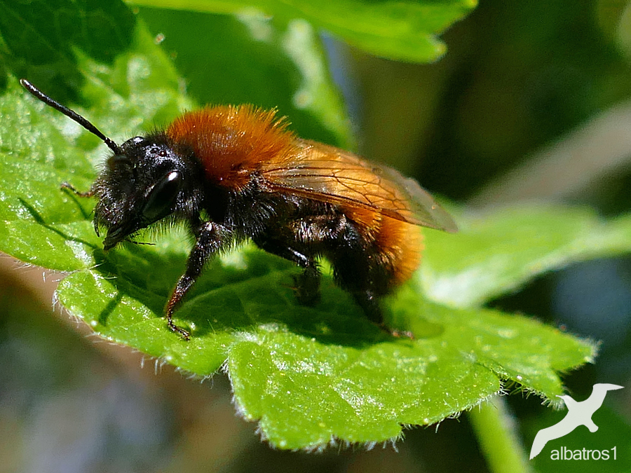 Andrena fulva