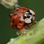 Ladybug in the rain