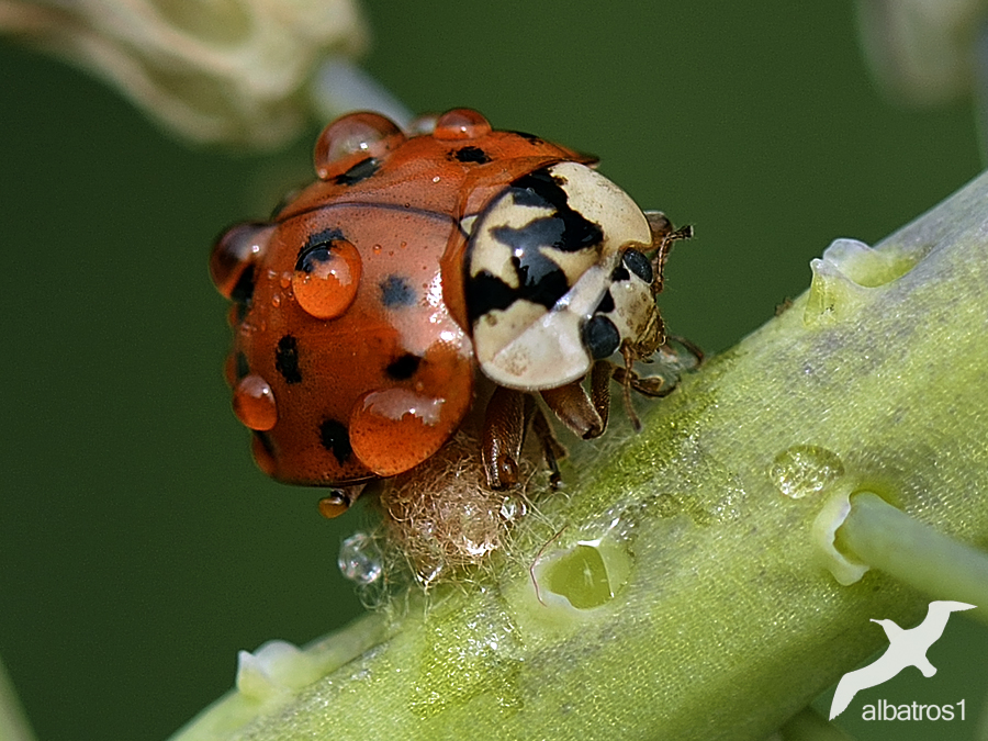 Ladybug in the rain