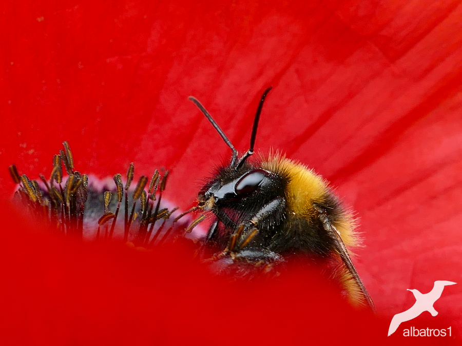 In The Poppy