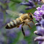 Bee And Lavender
