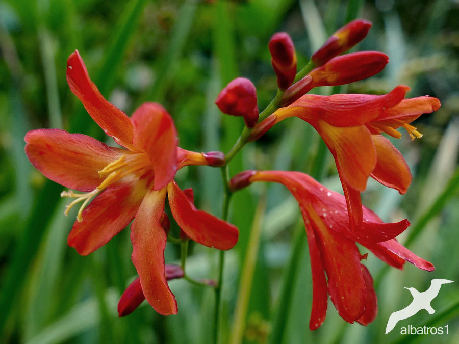 Crocosmia by albatros1 on DeviantArt