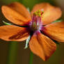 Anagallis arvensis