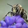 Andrena cineraria