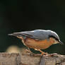 Nuthatch